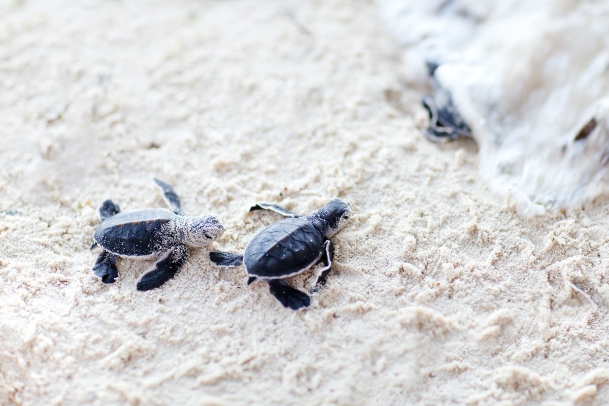 Sognare le tartarughe in mare indica senso di libertà