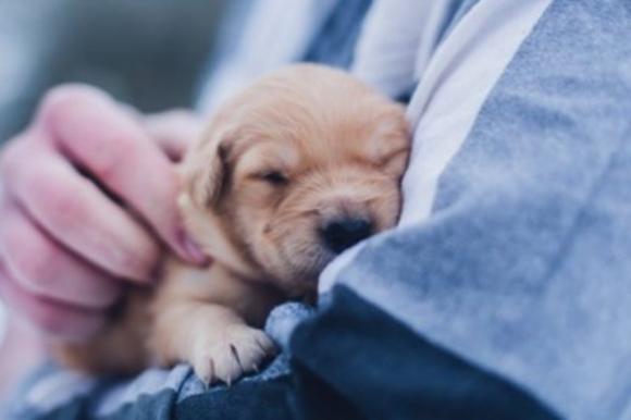 Alcune persone amano i loro animali domestici più di quanto amano gli esseri umani, ecco perché