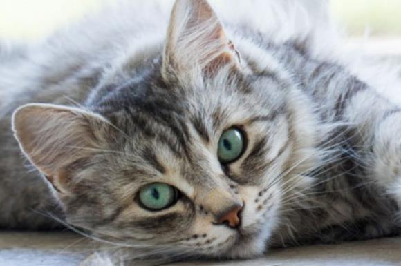 Alcune persone amano i loro animali domestici più di quanto amano gli esseri umani, ecco perché