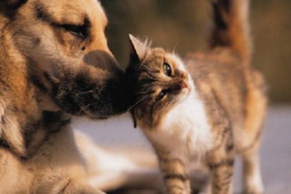 Alcune persone amano i loro animali domestici più di quanto amano gli esseri umani, ecco perché