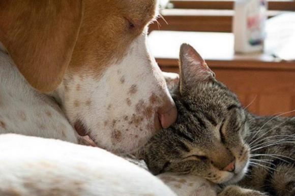 Alcune persone amano i loro animali domestici più di quanto amano gli esseri umani, ecco perché