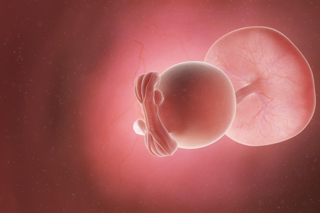 Embrione e sacco alla 5° settimana di gravidanza