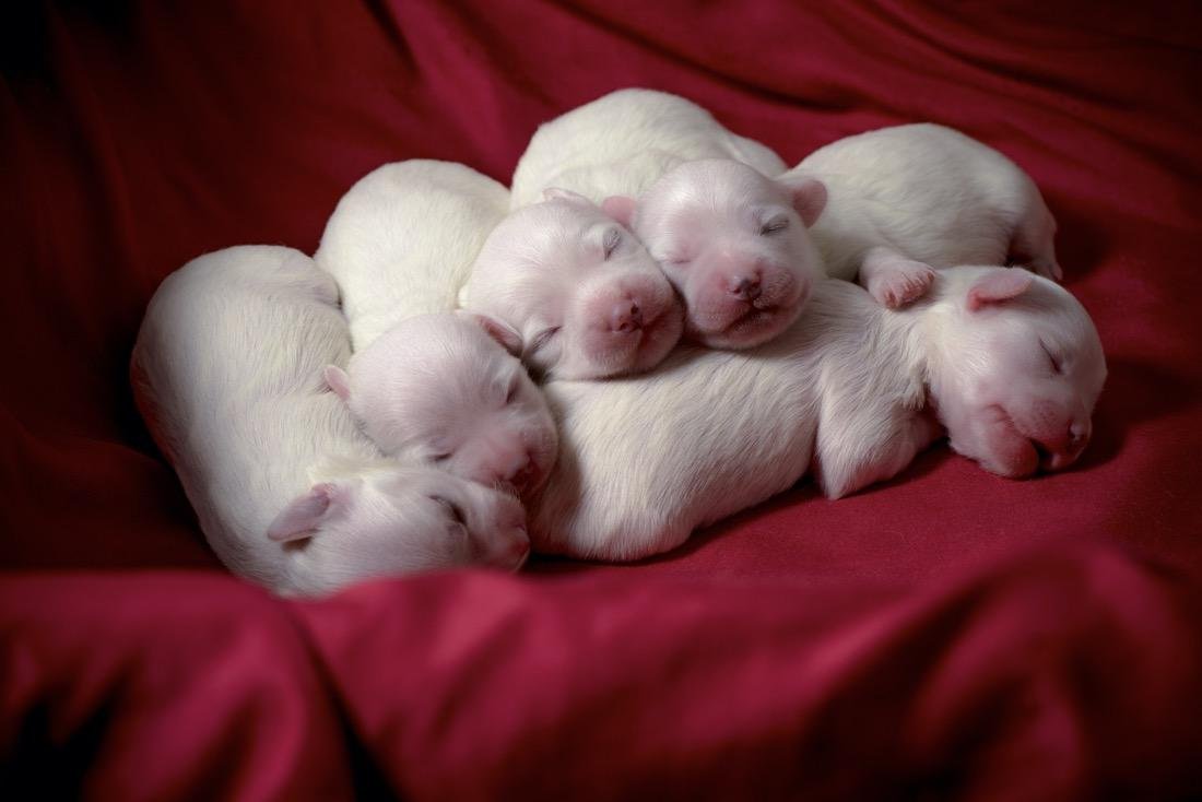 Una cucciolata di cani simboleggia il desiderio di maternità
