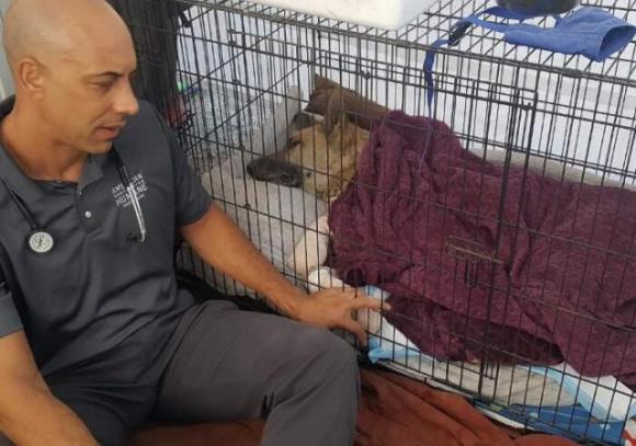 La storia del veterinario in viaggio da 9 anni per curare gratuitamente i cani dei senzatetto