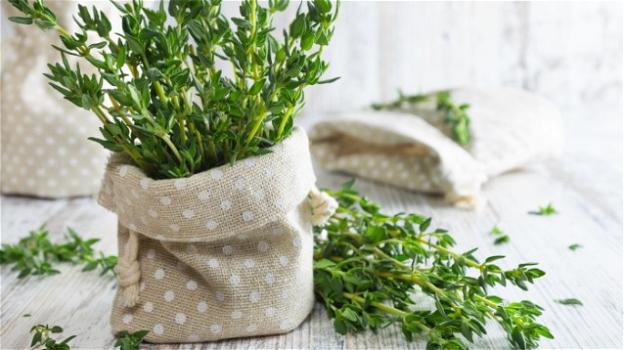 Le migliori erbe per respirare meglio: 5 piante per il benessere dell’apparato respiratorio