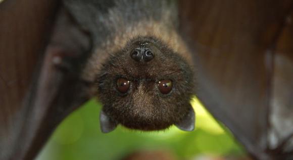 L’animale che sceglierai ti rivelerà il lato più oscuro della tua personalità