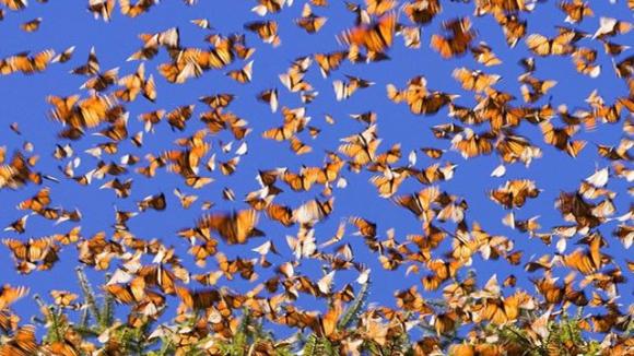 Se vedi una farfalla, l’anima di una persona che hai amato è venuta a cercarti: ecco cosa vuole dirti