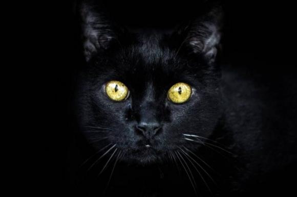 L’animale che sceglierai ti rivelerà il lato più oscuro della tua personalità