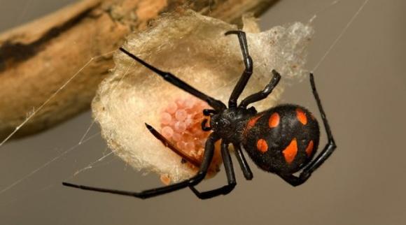 L’animale che sceglierai ti rivelerà il lato più oscuro della tua personalità