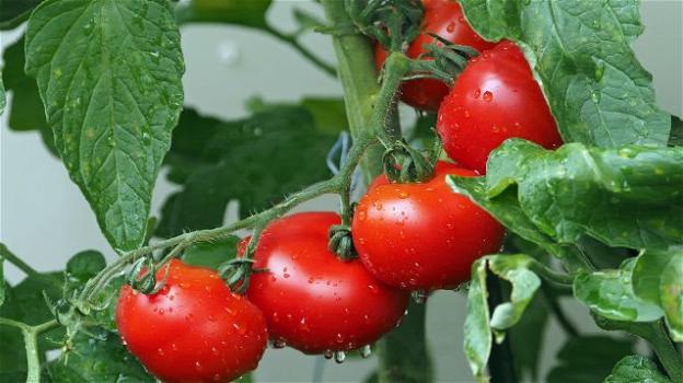 Come coltivare una pianta di pomodoro in casa