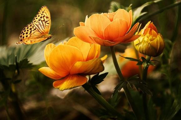 Hai visto una farfalla? E’ un’anima che hai amato che è venuta a farti visita
