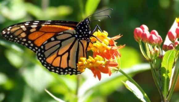Hai visto una farfalla? E’ un’anima che hai amato che è venuta a farti visita