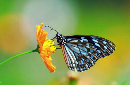 Hai visto una farfalla? E’ un’anima che hai amato che è venuta a farti visita