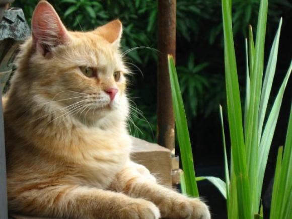Cane o gatto? La scelta rivela molti aspetti della tua personalità