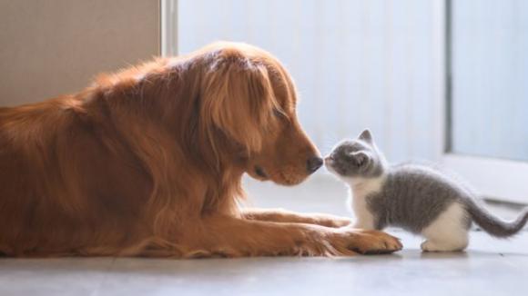 Cane o gatto? La scelta rivela molti aspetti della tua personalità
