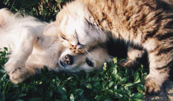 Cane o gatto? La scelta rivela molti aspetti della tua personalità