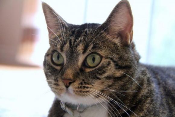 Cane o gatto? La scelta rivela molti aspetti della tua personalità