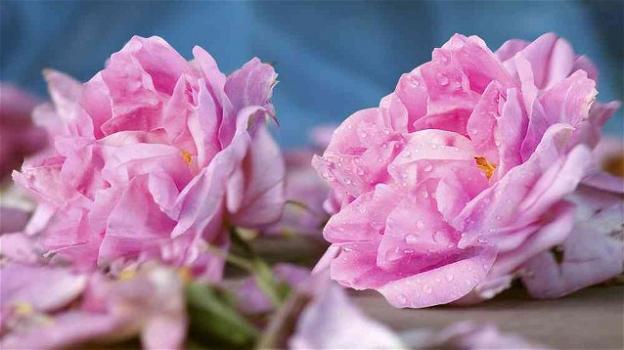 Olio essenziale di rosa damascena: proprietà, benefici e utilizzi