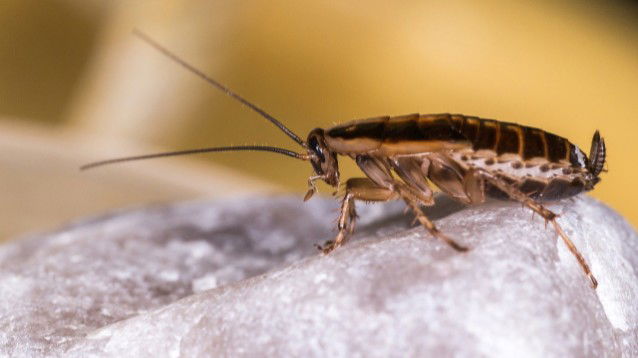 Insetti in casa: scopriamo come eliminarli
