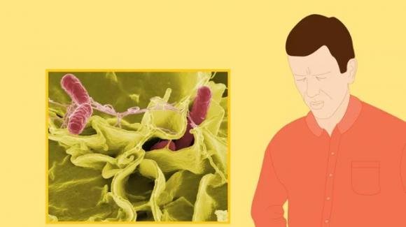 Salmonella: se hai questi 3 sintomi potresti avere un’infezione in corso