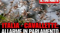 Italia-Cavallette, allarme in Parlamento: sta accadendo in questi istanti