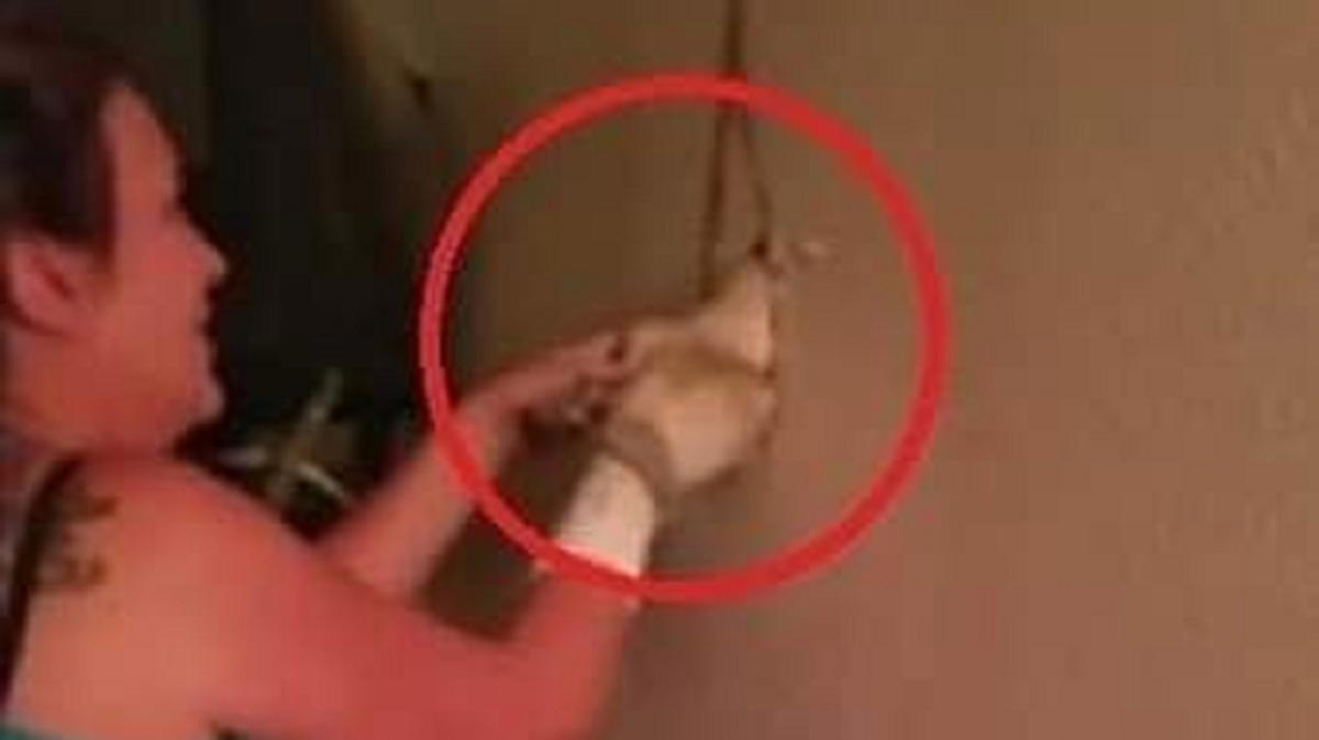 Italia, il cane non smetteva di abbaiare: dentro il muro una scoperta agghiacciante