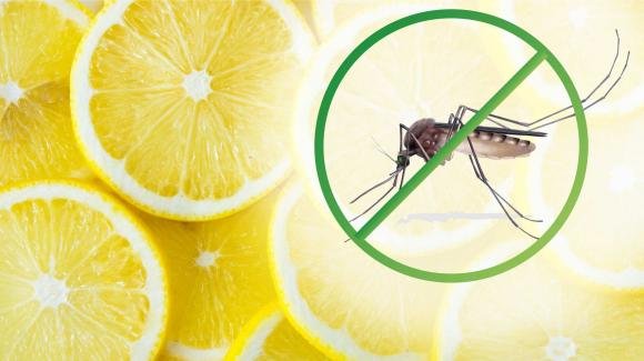 Il limone, rimedio eccezionale contro le zanzare