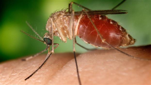 West Nile in Italia, il virus delle zanzare infette miete vittime