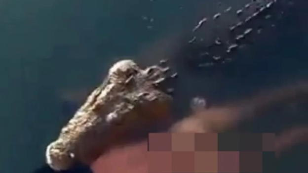 Coccodrillo trascina cadavere nella laguna: turisti sotto choc