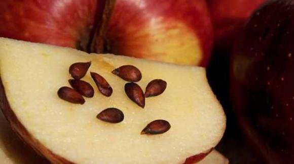 Attenzione ai semi di mela: contengono cianuro