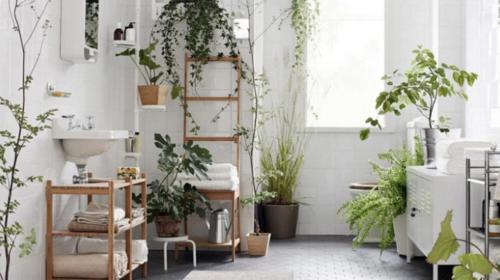 Piante e fiori, quali scegliere per arredare la vostra casa