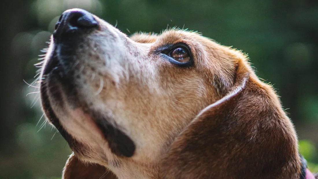 I cani vedono gli spiriti, come ce lo fanno capire