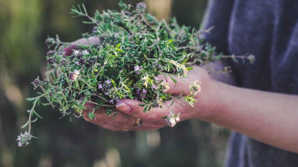 Il timo, un antibiotico naturale usato nell’antichità per il benessere mentale