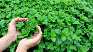 1679062615_6414765689173