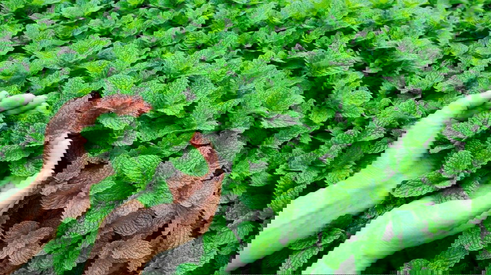 I benefici della menta, a cosa fa bene