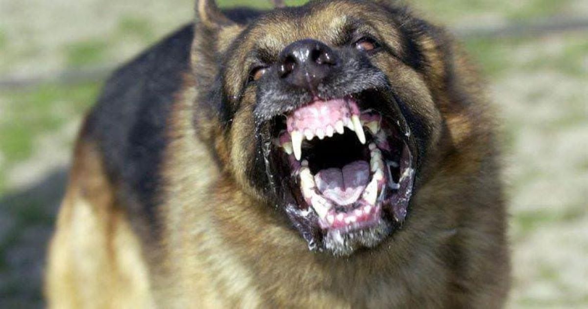 Italia sotto choc, bimbo di 4 anni sbranato in volto dal cane