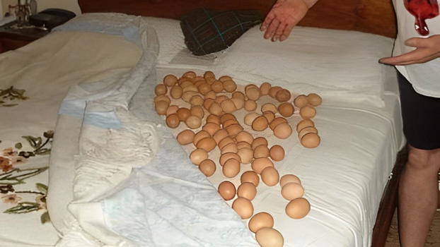 Trova 85 uova nel letto, poi l’agghiacciante scoperta
