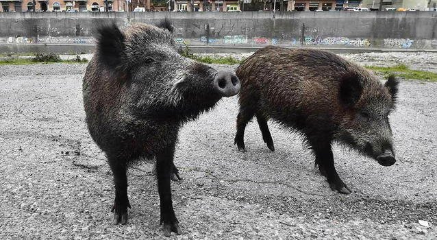 “Sbranate dal cinghiale”. Italia sotto choc per le due ragazze e il loro cane