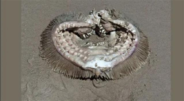 “Un incubo”. Strana creatura trovata in spiaggia: la scoperta incredibile