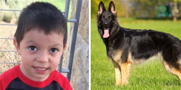 Bimbo di 3 anni scompare, il cane dei vicini si siede in un punto preciso