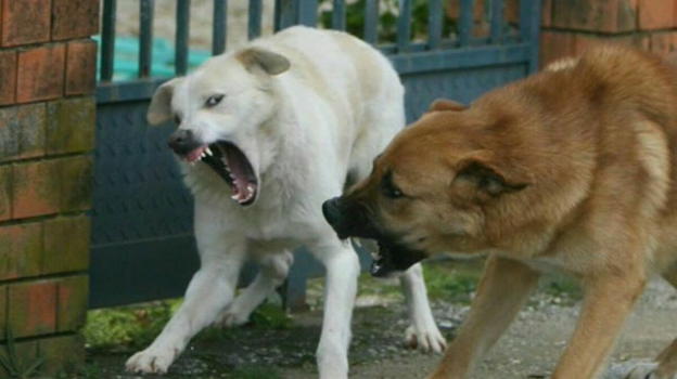Bimba di 3 anni sbranata dal cane, la reazione della nonna dalla cucina