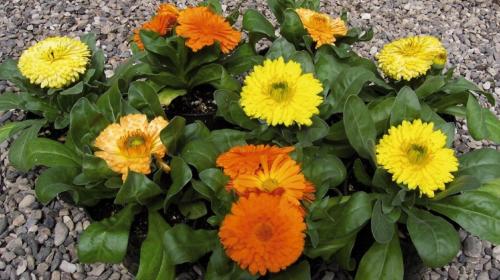 Fiori tutto l’anno, come far crescere e prendersi cura delle calendule