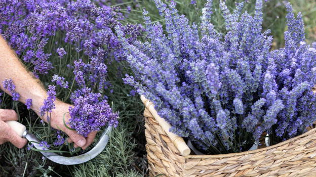 Lavanda, i benefici per la salute e la bellezza