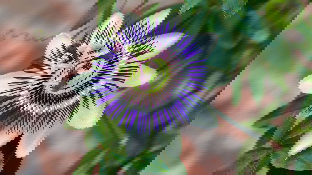 Passiflora, utilizzi e benefici per la salute