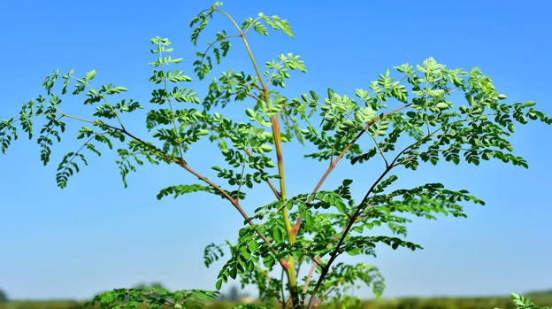 Moringa, la pianta ad alto potere nutritivo