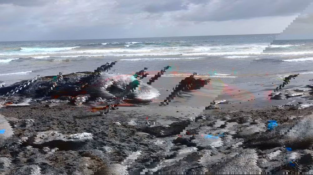Nella pancia del capodoglio morto alle Canarie trovato un tesoro che vale 500mila  euro