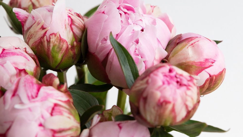 Ti presentiamo le ambasciatrici di peonie - vol. II | Colvin Blog