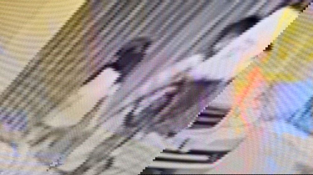 L'ultima foto di Kata prima della scomparsa: lascia il gruppo del  fratellino e rientra nel cortile