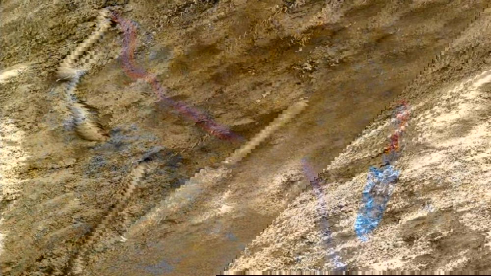 Dikira Kabel, Pria Ini Temukan Cacing Tanah Terbesar di Dunia - Hot  Liputan6.com