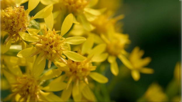La Solidago virgaurea come antinfiammatorio, ma attenzione alle controindicazioni